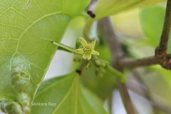 Strychnos nux-vomica